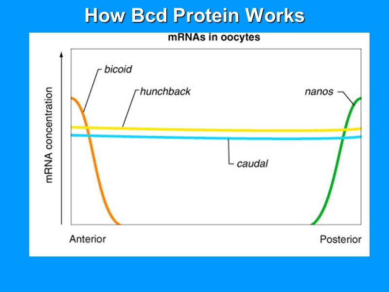 How Bcd Protein Works How Bcd Protein Works